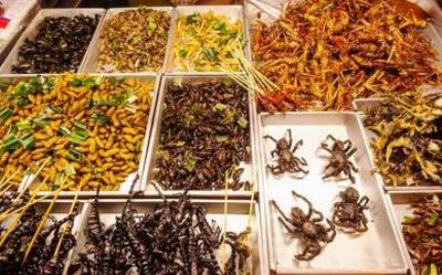 پول ندارید حشره بخورید! پول ندارید حشره بخورید!